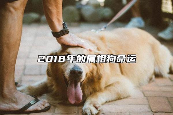 2018年属狗人的命运解析与性格特点